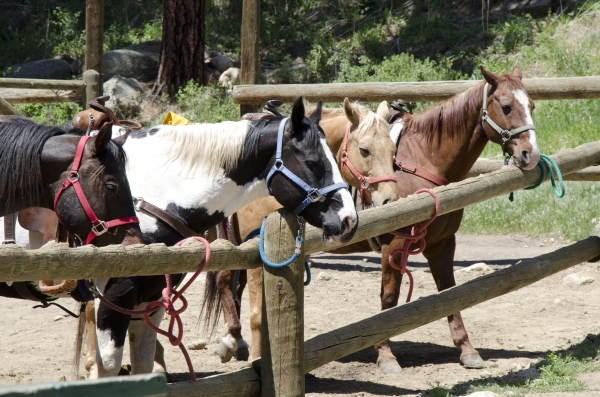 rocky mountain National Park Gateway Stables national park gateway services stables stable horse horseback horses ride riding rides